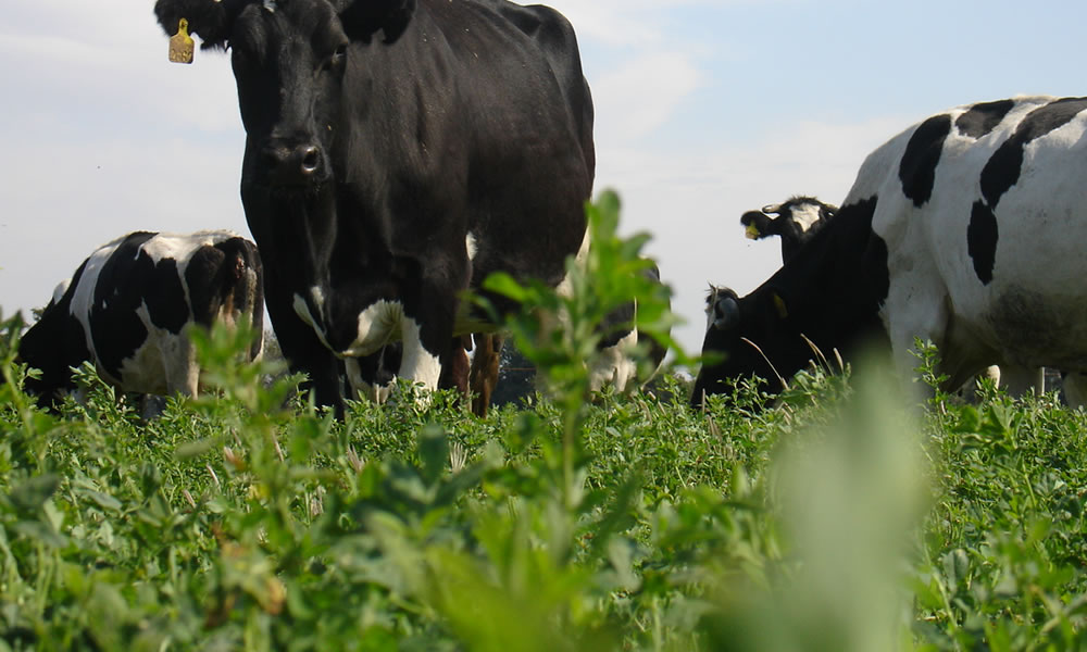 Pasturas Subtropicales