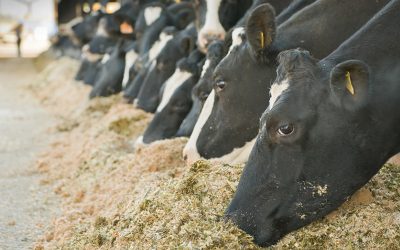 ¿Cuánto cuesta hacer un silo de maíz?