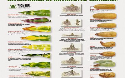 Como identificar las deficiencias de nutrientes en el maíz