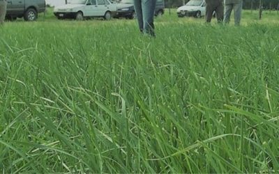 Ranquel Inta: nueva forrajera que tolera sequía y suelos salinos