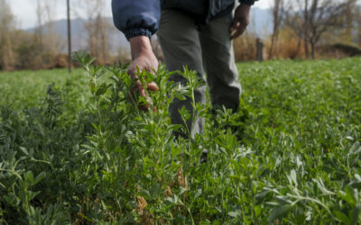 Alfalfa LPS 9501, N° 1 en ensayos territoriales del INTA.