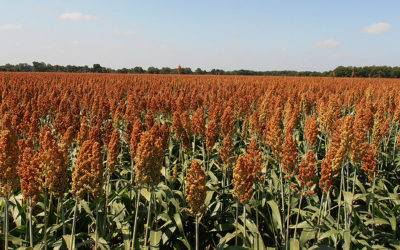 El Sorgo gana protagonismo en las dietas ganaderas
