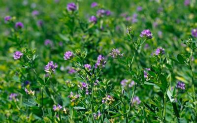 ¿Cómo elegir el mejor cultivar de alfalfa?