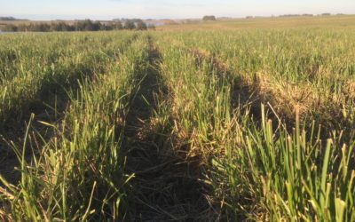 Alfalfa + Festuca: sinergia y optimización del recurso forrajero todo el año