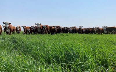 Incorporar avenas aumentaría tres veces la producción de carne