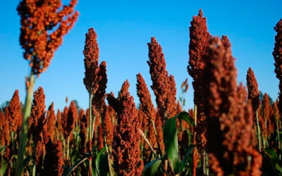 «Revival» del sorgo: las razones detrás de la mayor intención de siembra y consejos para el manejo