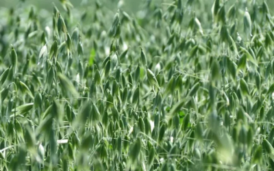INTA presentó a Paloma, una nueva variedad de avena que mejora la producción de forraje