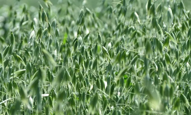 INTA presentó a Paloma, una nueva variedad de avena que mejora la producción de forraje