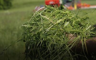 Mezclas forrajeras: ¿Qué hacemos donde no hacemos alfalfa?