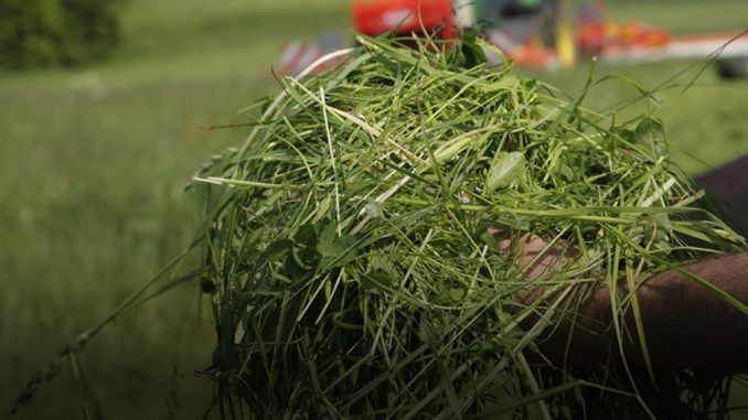 Mezclas forrajeras: ¿Qué hacemos donde no hacemos alfalfa?