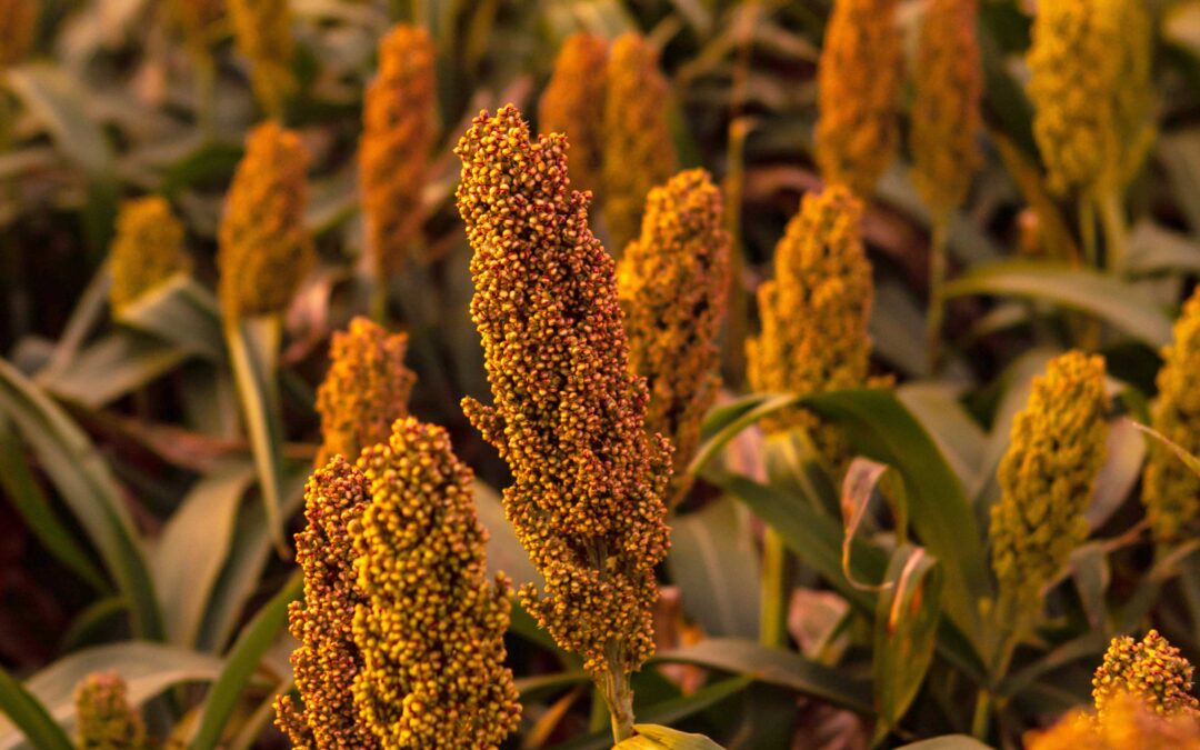 Uso de desecantes en sorgo granífero