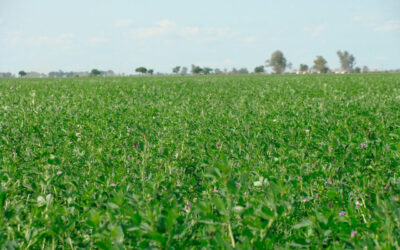 Pautas para optimizar el manejo del pastoreo de la alfalfa