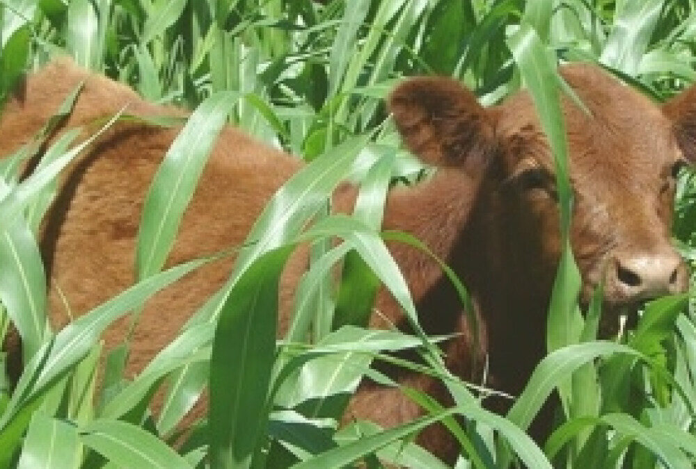 Pasturas Templadas