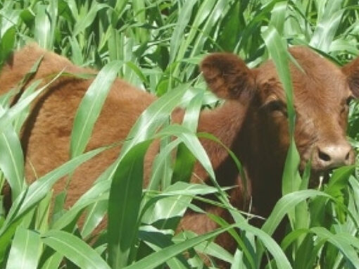 Pasturas Templadas